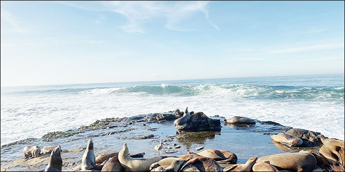 香港留学签证手续